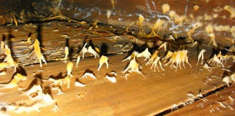 Fungus growing on crawl space framing, a sign of high wood moisture